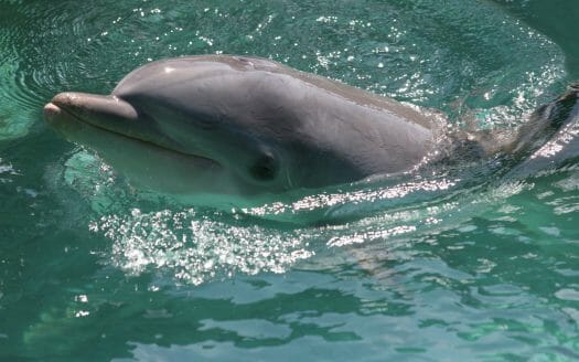 Dolphin in San Francisco Bay