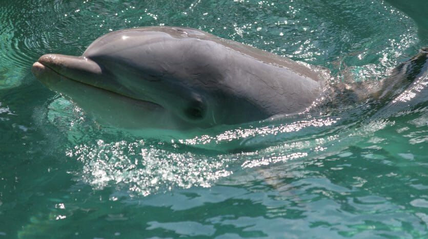 Dolphin in San Francisco Bay